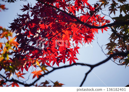 Red maple leaves in the grounds of Takao Jingoji Temple in Kyoto Red maple leaves in the grounds of Takao Jingoji Temple in Kyoto 136182401