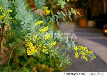 Yellow mimosa flowers blooming on a street corner Yellow mimosa flowers blooming on a street corner 136182438