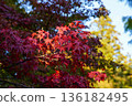 Red maple leaves in the grounds of Takao Jingoji Temple in Kyoto 136182495