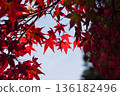 Red maple leaves in the grounds of Takao Jingoji Temple in Kyoto 136182496