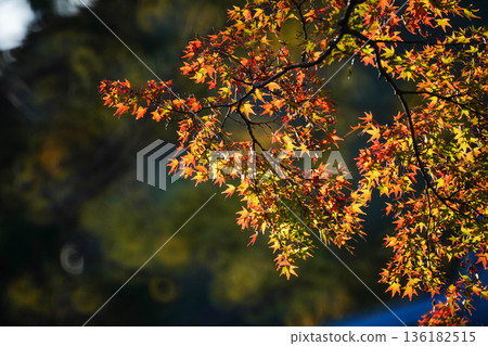 Red maple leaves at Takao Jingoji Temple in Kyoto 136182515