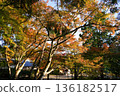 Red maple leaves at Takao Jingoji Temple in Kyoto 136182517