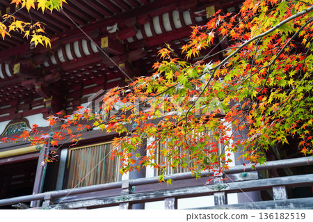 Red maple leaves at Takao Jingoji Temple in Kyoto 136182519