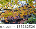Red maple leaves at Takao Jingoji Temple in Kyoto 136182520