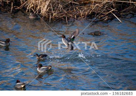 A series of photos of ducklings chasing each other on the Yasuragi Bank of the Shinano River (7/9) A series of photos of ducklings chasing each other on the Yasuragi Bank of the Shinano River (7/9) 136182683