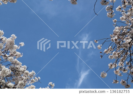 櫻花4 2021 櫻花4 2021 136182755