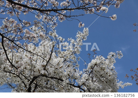 Cherry Blossoms 6 2021 Cherry Blossoms 6 2021 136182756