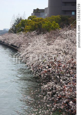 Sakura 15 2021 Sakura 15 2021 136182759