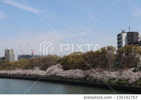 櫻花 28 2021 櫻花 28 2021 136182767