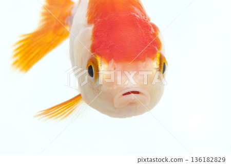 大臉金魚，蘭壽 136182829