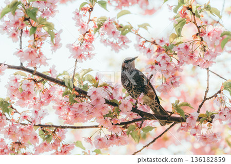 A brown-eared bulbul perched on a branch of a Kawazu cherry tree in full bloom - horizontal photo 1 A brown-eared bulbul perched on a branch of a Kawazu cherry tree in full bloom - horizontal photo 1 136182859