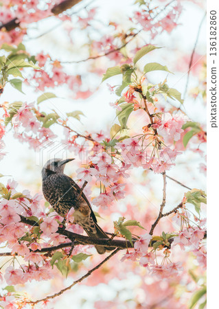 A brown-eared bulbul perched on a branch of a Kawazu cherry tree in full bloom - vertical photo 1 136182860