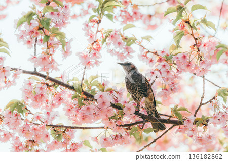 一隻棕色耳鵯棲息在盛開的河津櫻花樹枝上—橫幅照片 3 136182862