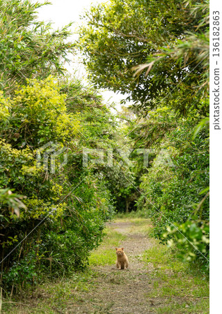 一隻棕色虎斑貓坐在綠樹成蔭的林蔭大道中央。 136182863