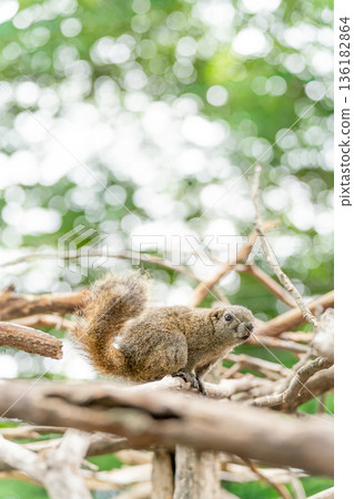 一隻松鼠站在樹枝上，背景是翠綠的樹葉。 136182864