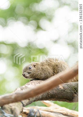 一隻松鼠棲息在樹枝上的側影 136182865