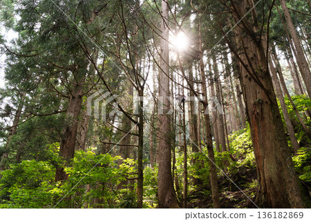 Sunlight filtering through the cedar trees and shining fresh greenery 136182869