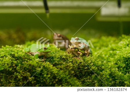 Frog on green moss 136182874
