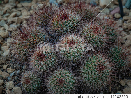 Flowering Mammillaria wiesingeri cactus in the botanical garden. 136182893