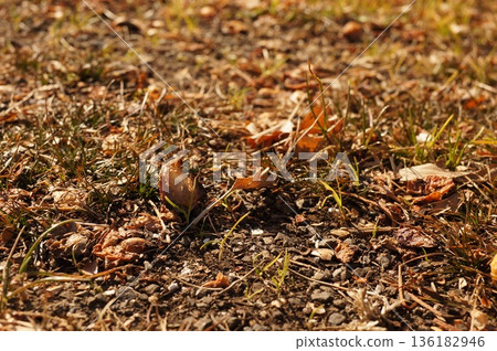 散落在地上的銀杏果 散落在地上的銀杏果 136182946