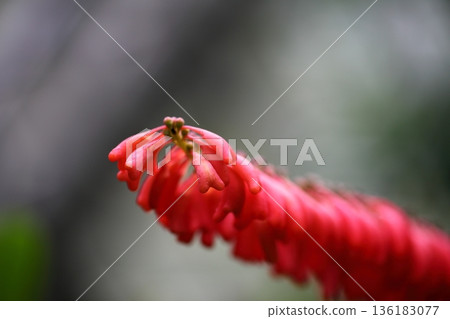 Norantea guianensis flowers and raindrops 136183077
