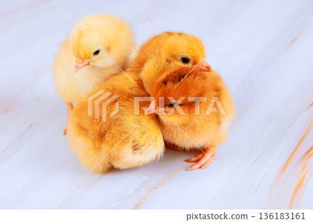 Three young chicks sit close to each other on flat surface, showing their soft feathers Three young chicks sit close to each other on flat surface, showing their soft feathers 136183161