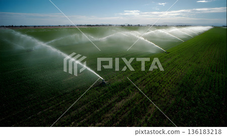 Field of vegetables is being watered by a sprinkler system. Green field being watered by automatic sprinkler system. 136183218