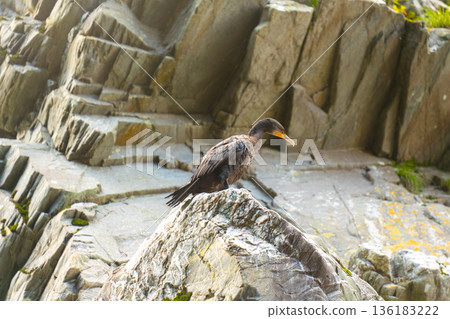 Cormorants on a rock Cormorants on a rock 136183222