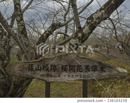 A quietly standing cherry blossom tree, a sign of spring 136183239