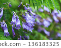 藍花楹花特寫 136183325
