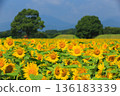 向日葵花田被夏日綠意環繞，景色宜人。 136183339