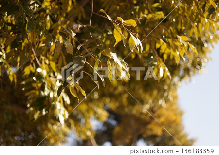 陽光灑在綠葉上 陽光灑在綠葉上 136183359