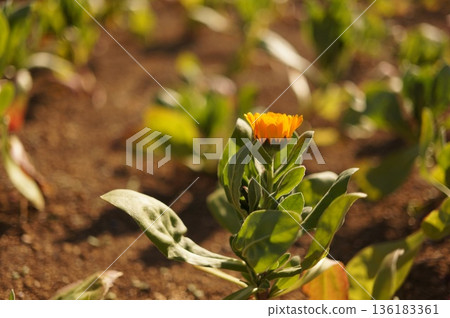 冬季的橙色花朵 冬季的橙色花朵 136183361