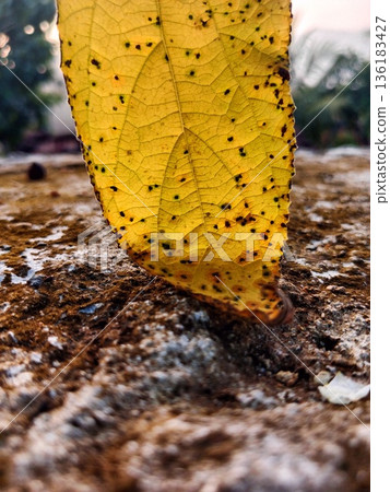 closeup of dry leaves image closeup of dry leaves image 136183427