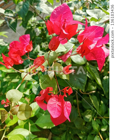 Bougenville flowers are also called paper flowers 136183436
