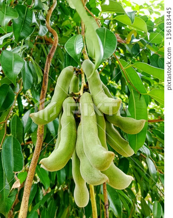 Green mucuna pruriens hanging from the stem Green mucuna pruriens hanging from the stem 136183445