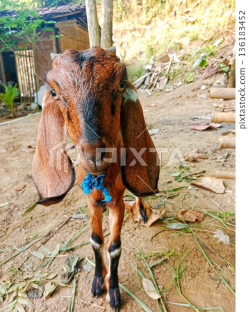 close up of Javanese goat outside the cage 136183452