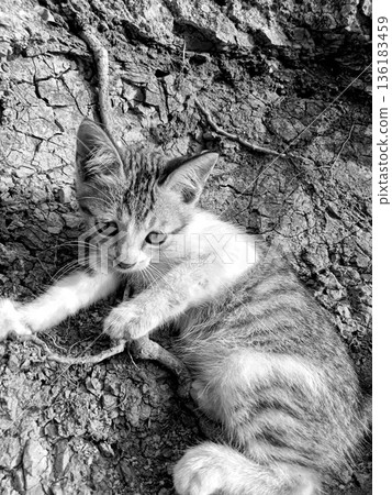 pet cat walking on a cliff 136183459