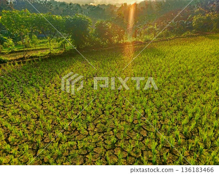 view in the morning of dry rice fields with rice plants starting to wither view in the morning of dry rice fields with rice plants starting to wither 136183466