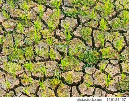 closeup photo of dry rice fields with rice plants starting to wither closeup photo of dry rice fields with rice plants starting to wither 136183467