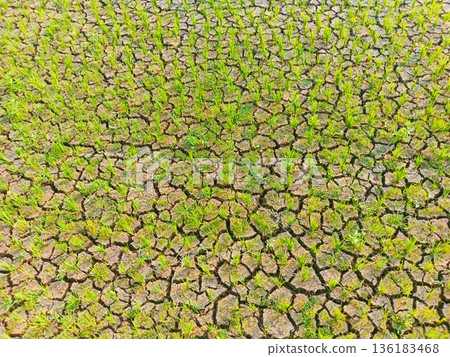 photo of dry rice fields with rice plants starting to wither photo of dry rice fields with rice plants starting to wither 136183468