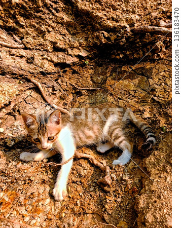 pet cat walking on a cliff 136183470