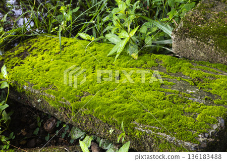 Abandoned Concrete Blocks Covered With Moss, A textured photo of abandoned concrete blocks, thick green layers to weathered gray surfaces, for nature reclaiming or urban decay documentary. Abandoned Concrete Blocks Covered With Moss, A textured photo of abandoned concrete blocks, thick green layers to weathered gray surfaces, for nature reclaiming or urban decay documentary. 136183488
