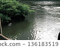 River flowing through the green 136183519