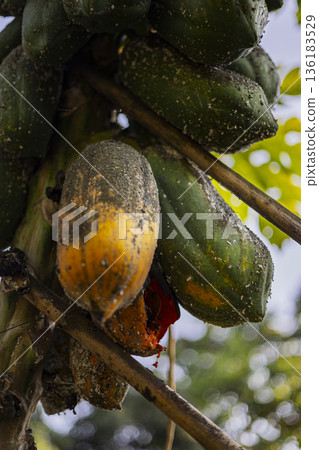 Mealybugs Feeding On Papaya Plant And Fruit, A detailed photo of mealybugs feeding on papaya, cottony clusters clinging to fruit skin in naturally, for pest management or plant health documentary. Mealybugs Feeding On Papaya Plant And Fruit, A detailed photo of mealybugs feeding on papaya, cottony clusters clinging to fruit skin in naturally, for pest management or plant health documentary. 136183529