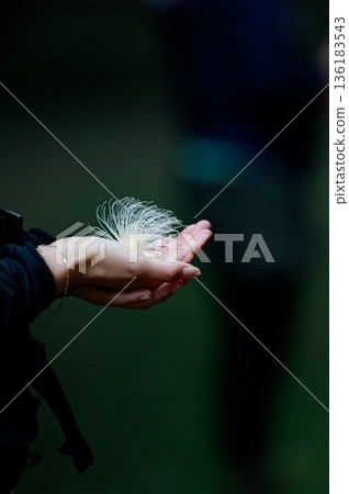 Barringtonia blooming in the palm of your hand Barringtonia blooming in the palm of your hand 136183543