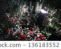 flowers illuminated by street lamps 136183552