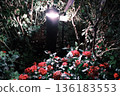flowers illuminated by street lamps 136183553