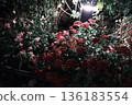 Red flower	 136183554