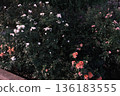 Illuminated rose flower 136183555